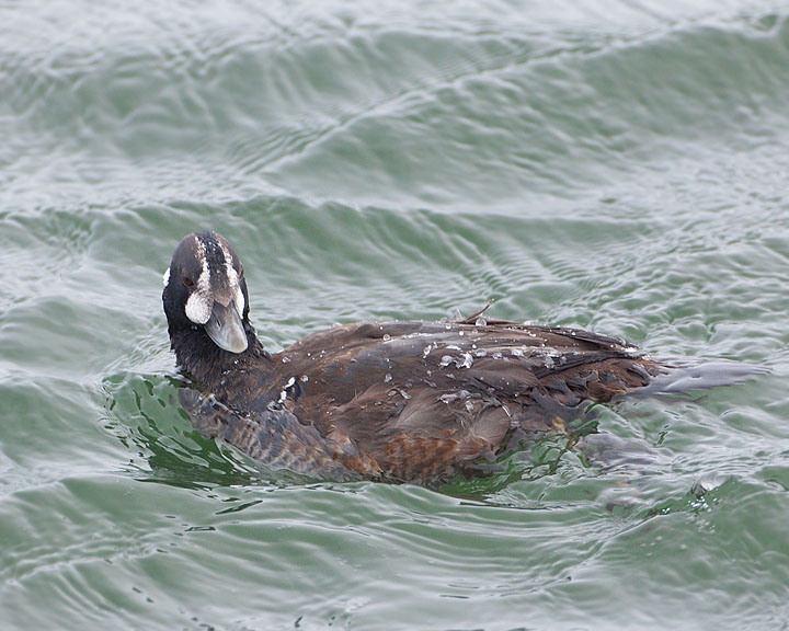 Harlequin Duck