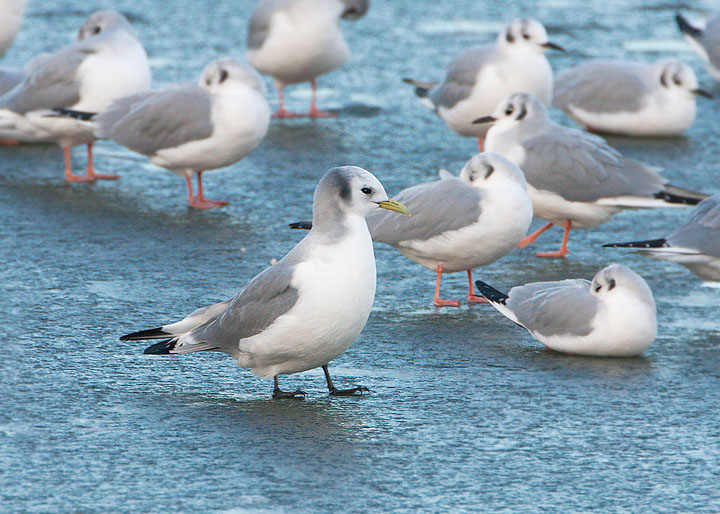 Black-legged Kittiwake