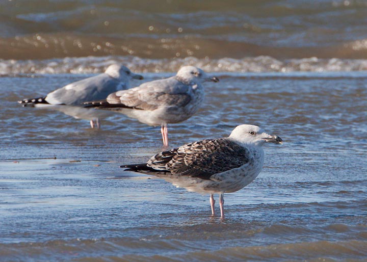 Great Black-backed Gull