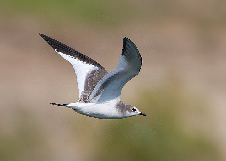 Sabine's Gull