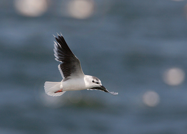 Little Gull